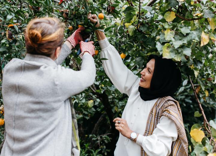 Two women pick fruit off tree together