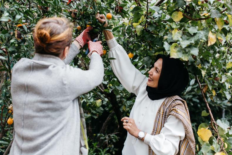 Two women pick fruit off tree together